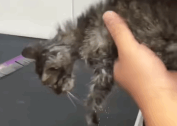 T2007012 Saving a Stray Cat cat cats catsoftiktok rescueanimals rescuecat part2