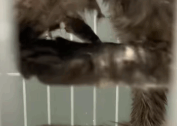T2007019 The arrow pierced stray cat cat cats catsoftiktok rescueanimals part2