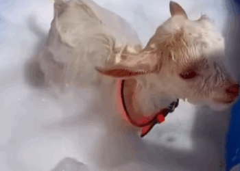 T2007005 We Saved Baby Goat From the Brink Now He Family GoatRescue part2