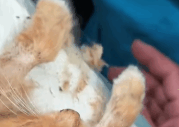 T2007021 Helping stray cats cat cats catsoftiktok rescuecat rescueanimals part2