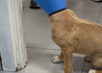 T2007013 Rescue stray dogs dog dogs doglove dogtiktok rescue animals part2