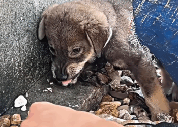 T2007027 This puppy has never received affection emotional rescuedog dog part2