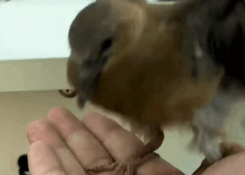 T2007023 On my way home l found a baby pigeon and decided to raise it pigeon part2