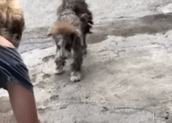 T2007033 One small act can save dog life RescueDog Adopt NewLife part2