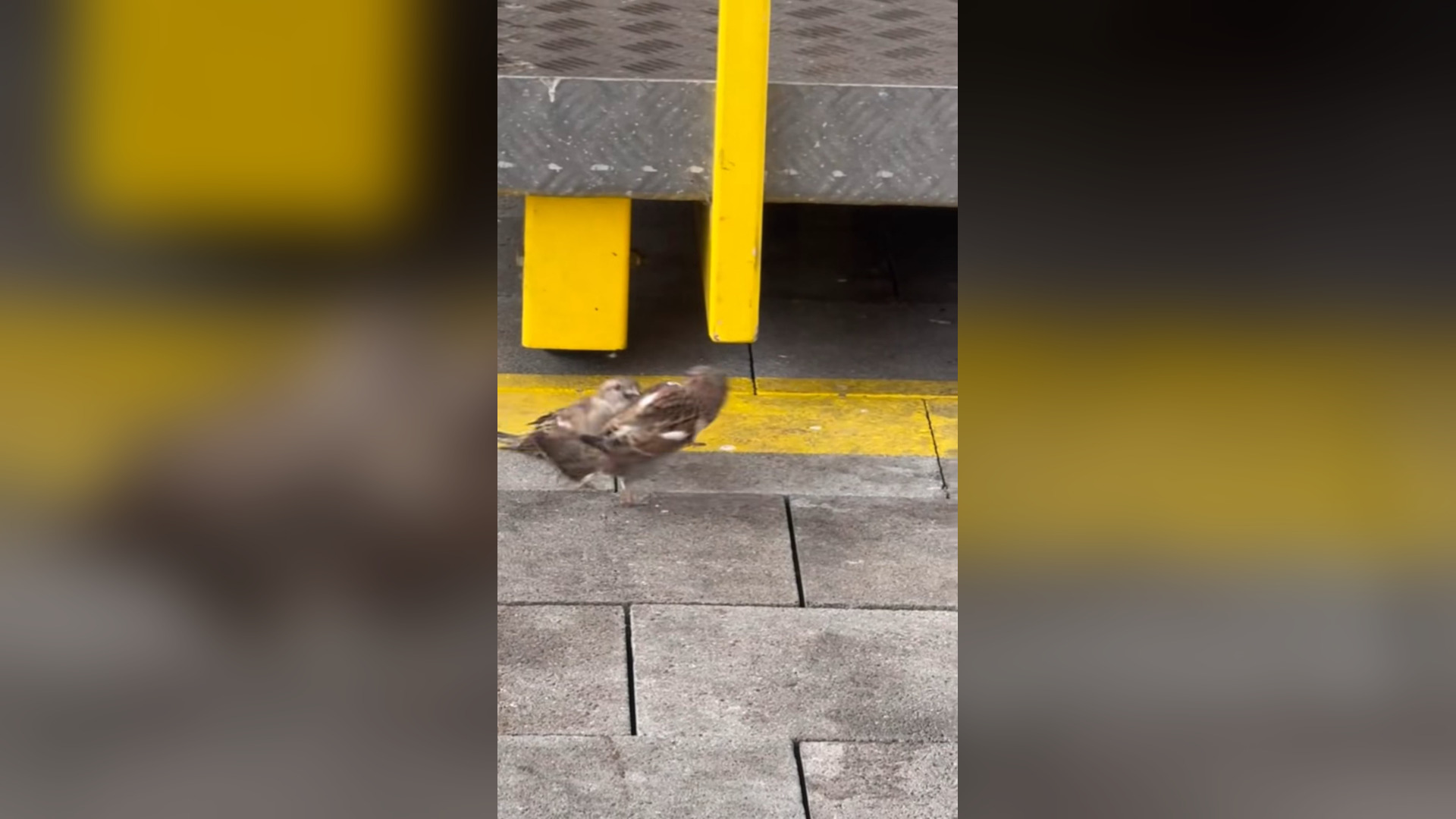 B2605001_#bird #birds #birdsoftiktok