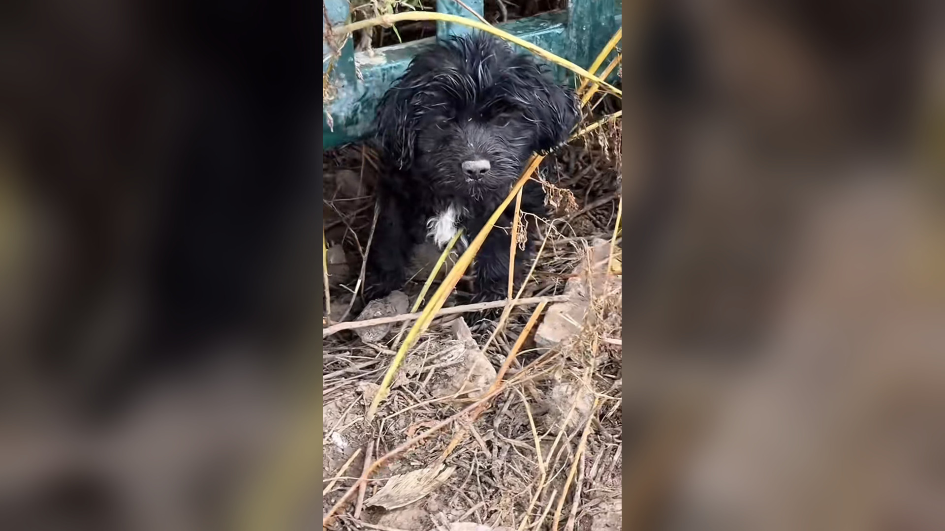 B2605002_look into eyes of puppy#dog #dogsoftiktok