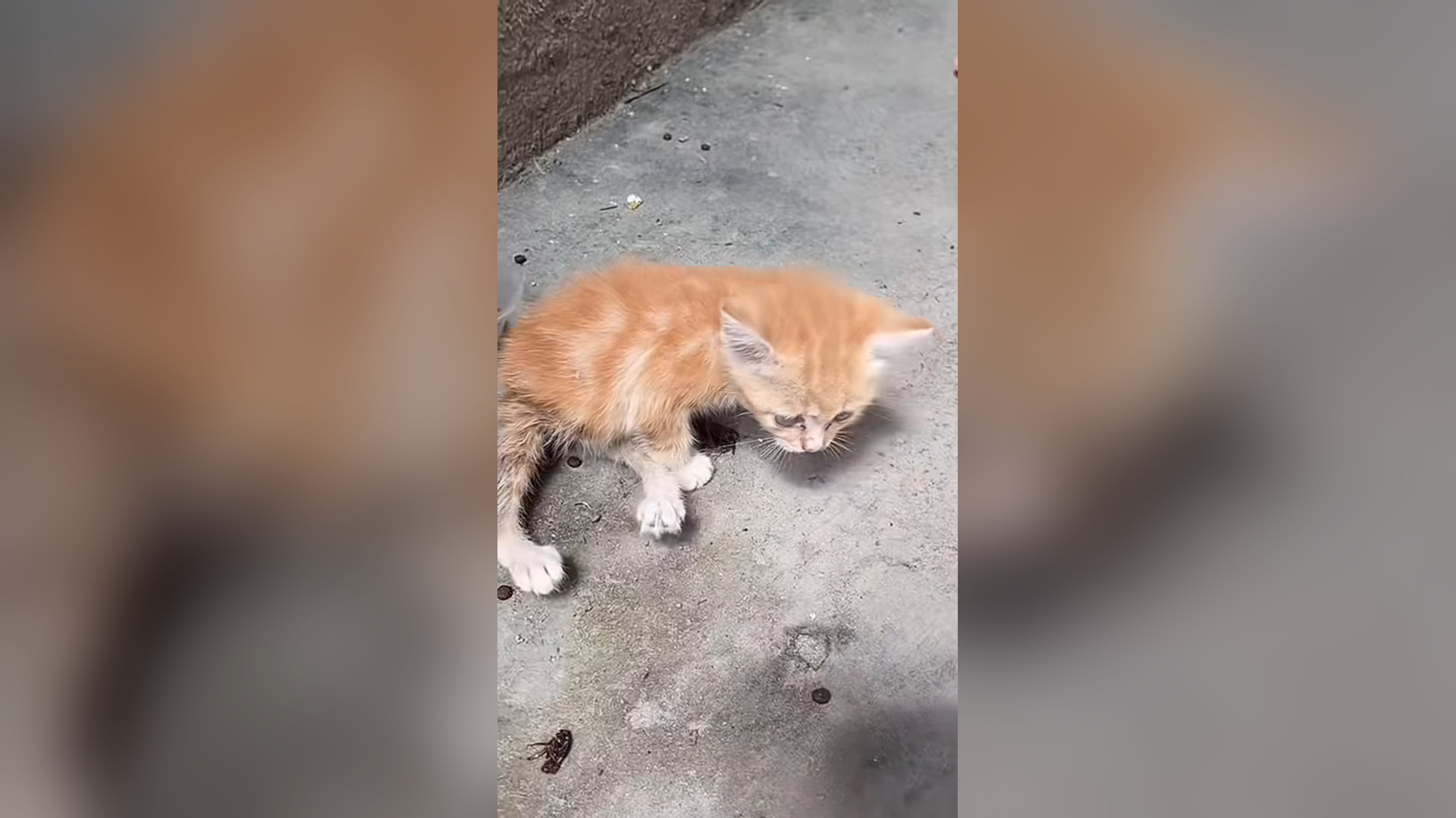 B2605004_#cat #catsoftiktok #catvideo (3)
