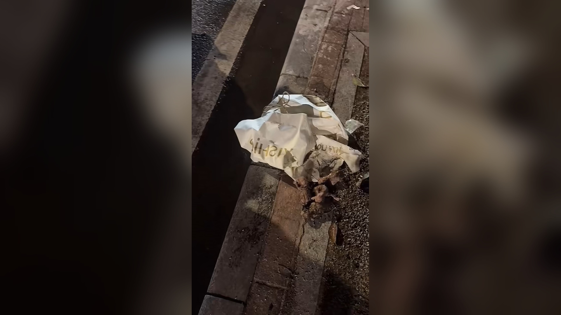 B2605007_#cat #catsoftiktok #catvideo (5)