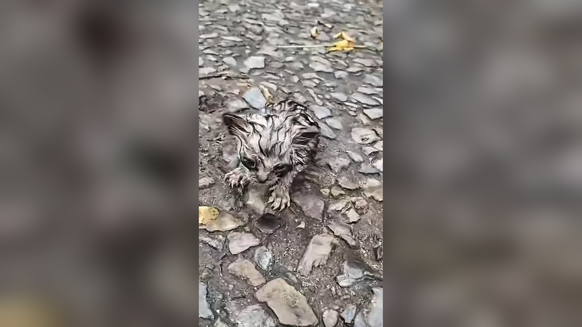 B2605009_#cat #catsoftiktok #catvideo (6)