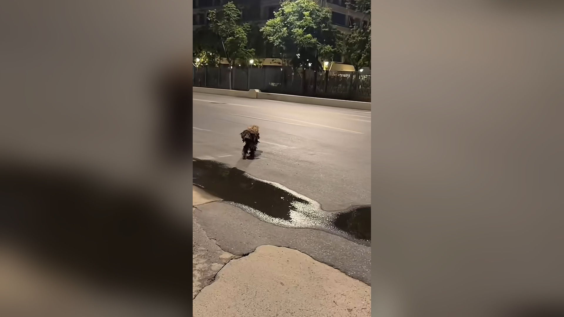 B2605011_#dog #dogsoftiktok #doglover #dogvideos (23)