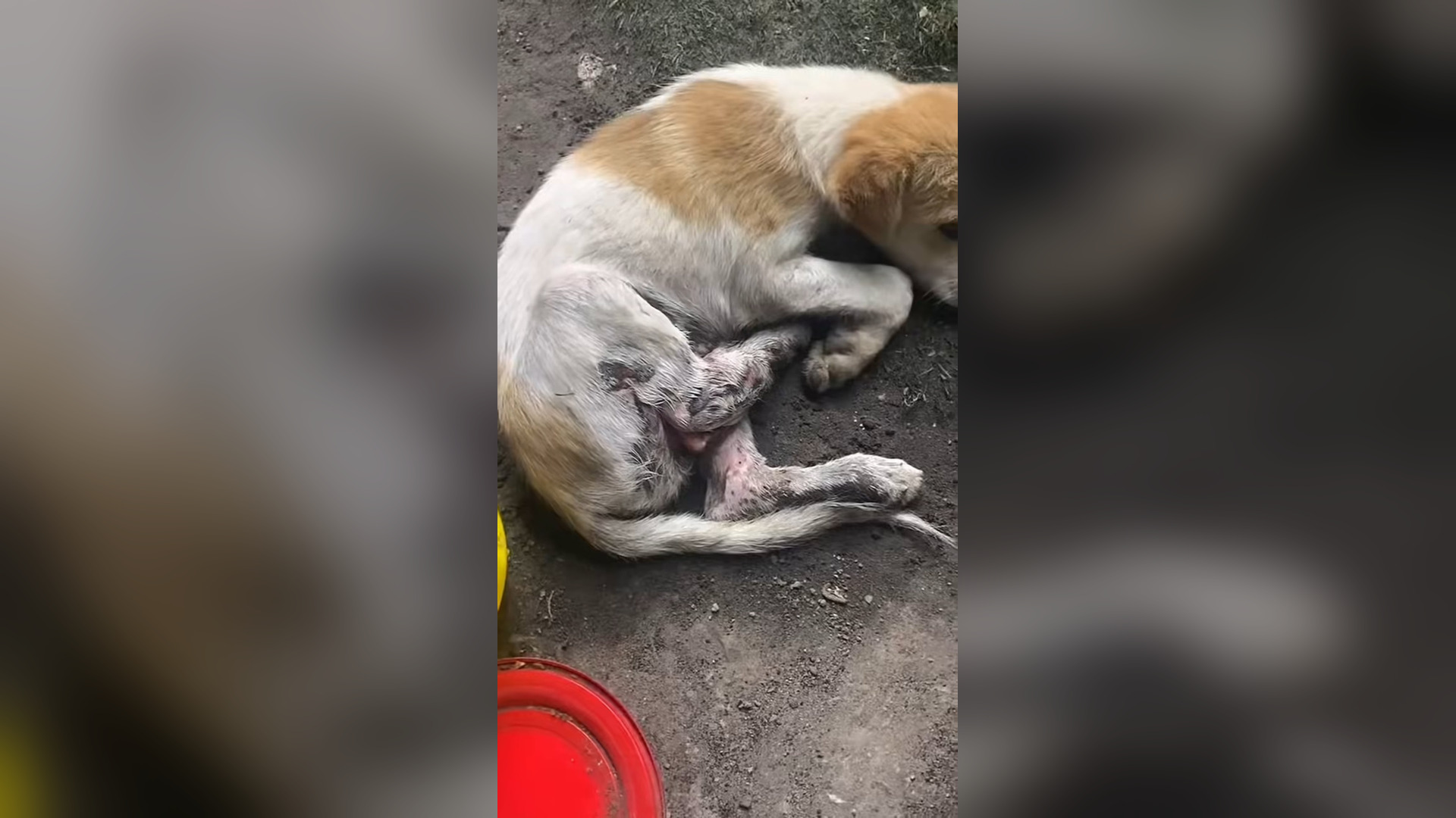 B2605013_#dog #dogsoftiktok #doglover #doglover #dogvideos