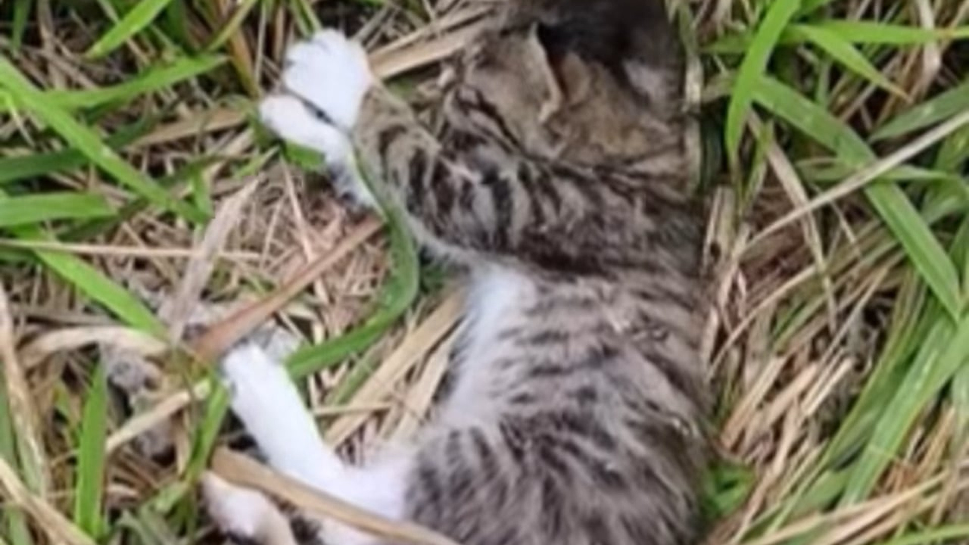 B2605015_#cat #catsoftiktok #catvideo (9)
