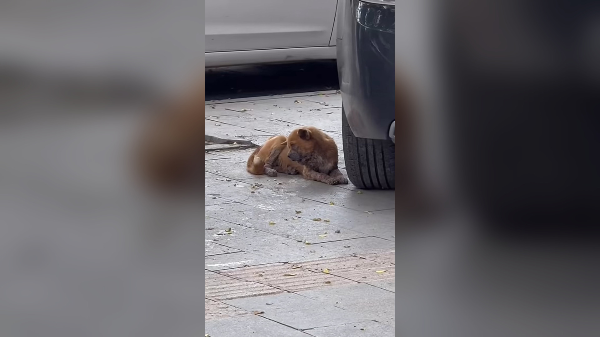 B2605016_#dog #dogsoftiktok #doglover #dogvideos (25)