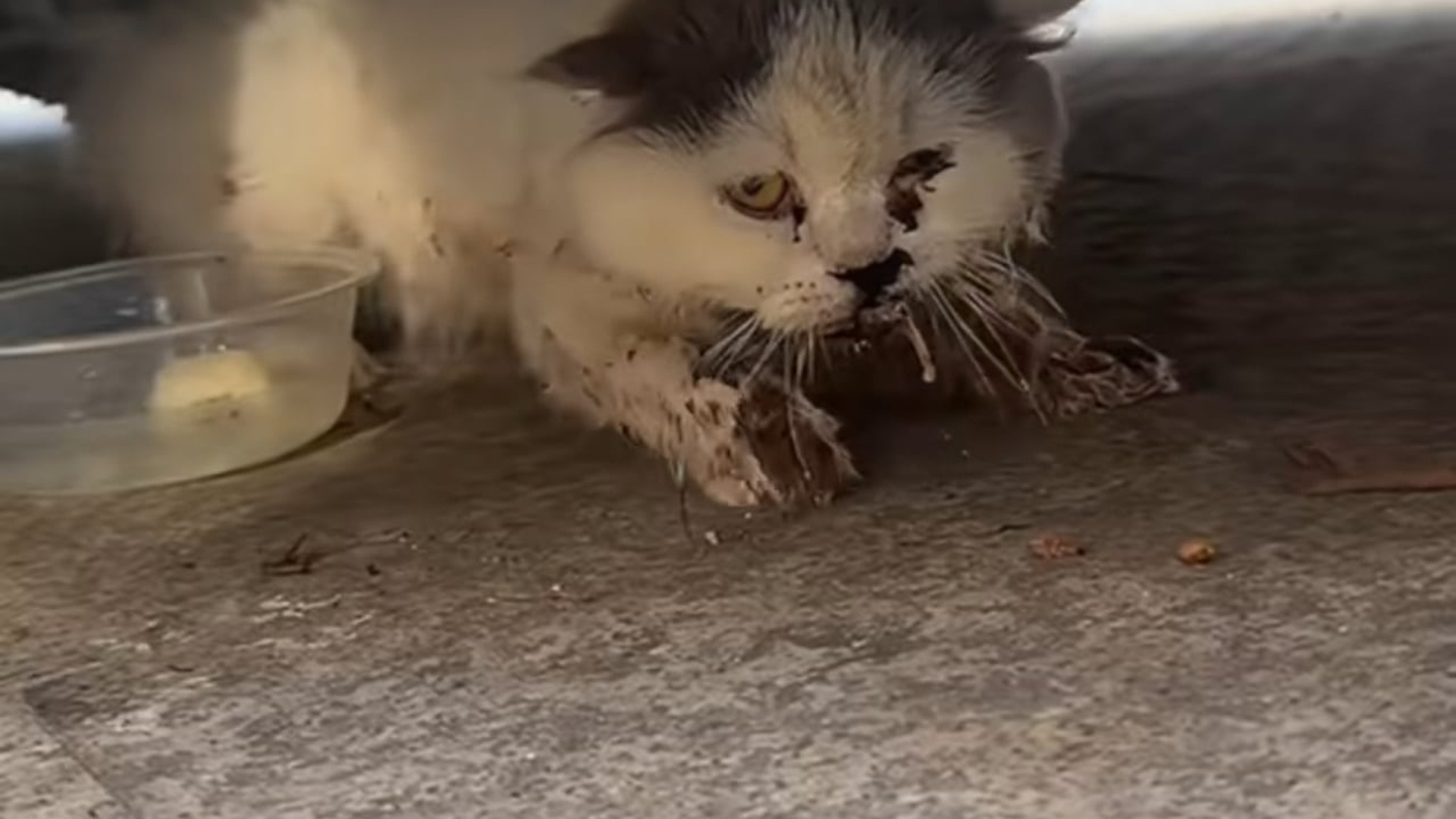 B2605019_#cat #catsoftiktok #catvideo (11)