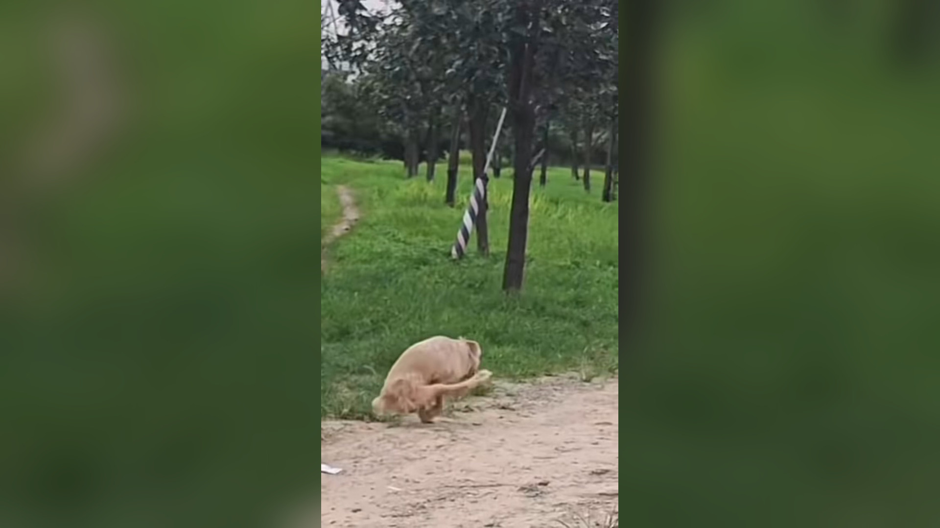 B2605021_#dog #dogsoftiktok #doglover #dogvideos (29)