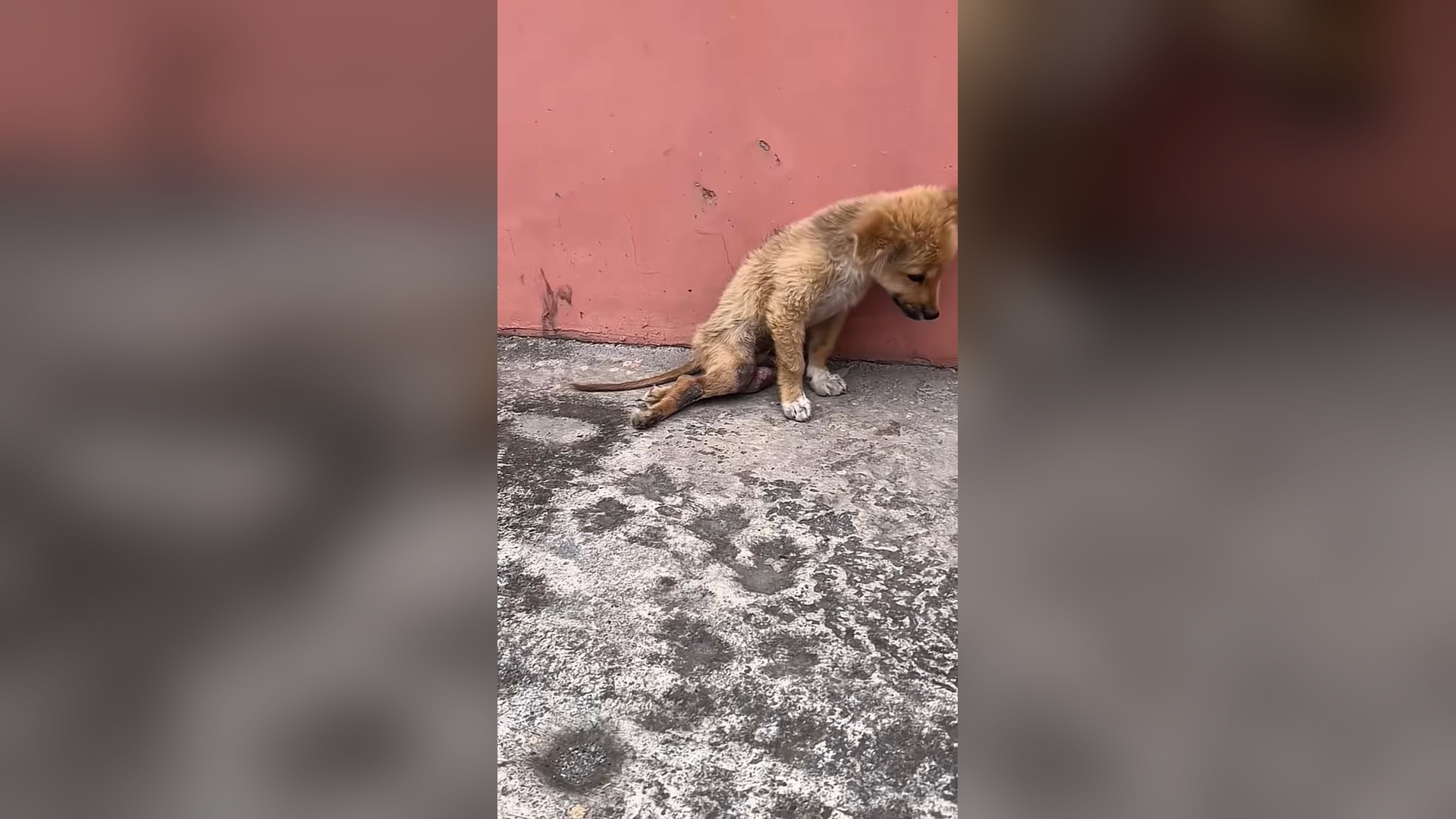 B2605026_#dog #dogsoftiktok #doglover #dogvideos (31)