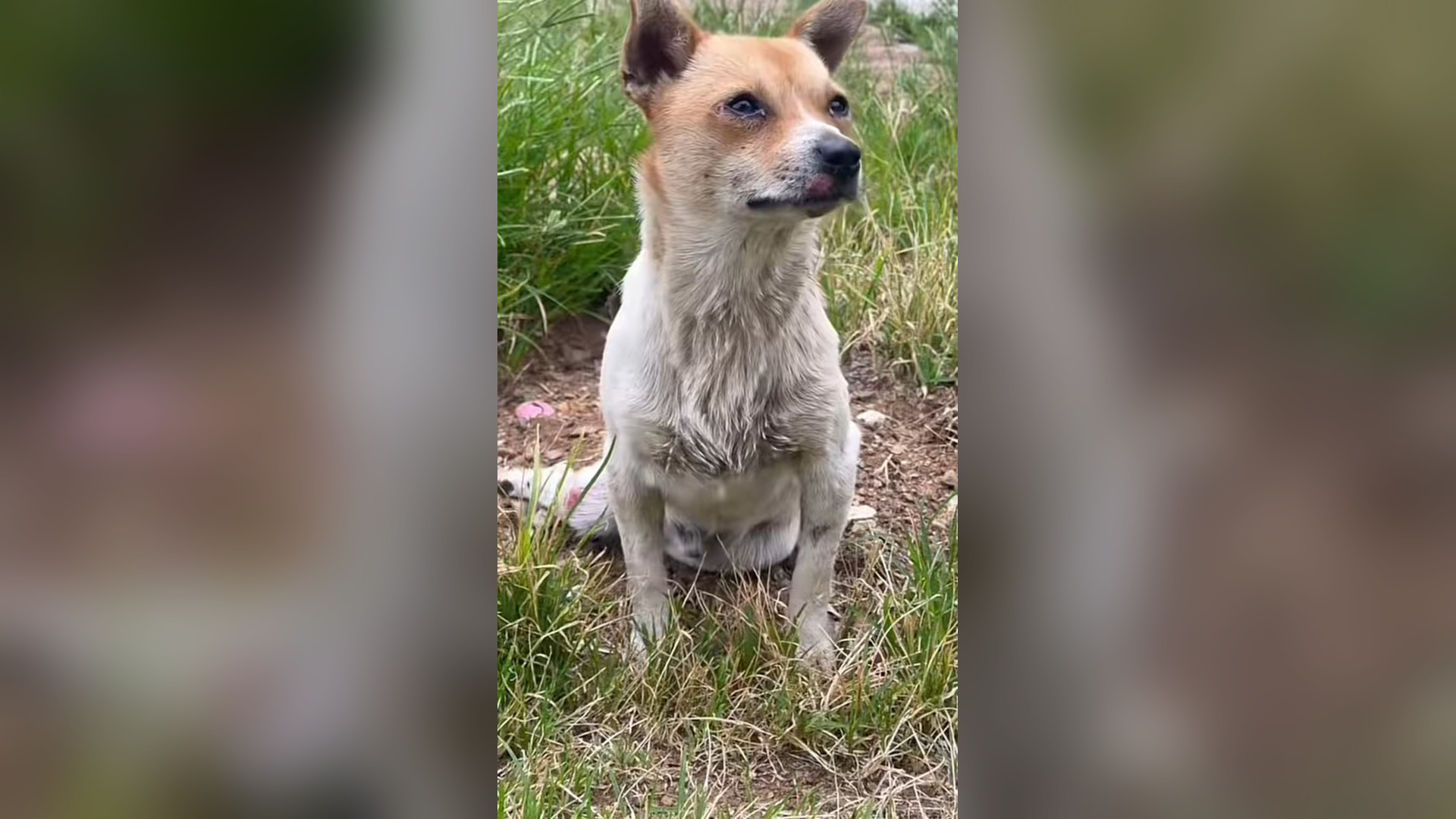 B2605027_#dog #dogsoftiktok #doglover (1)