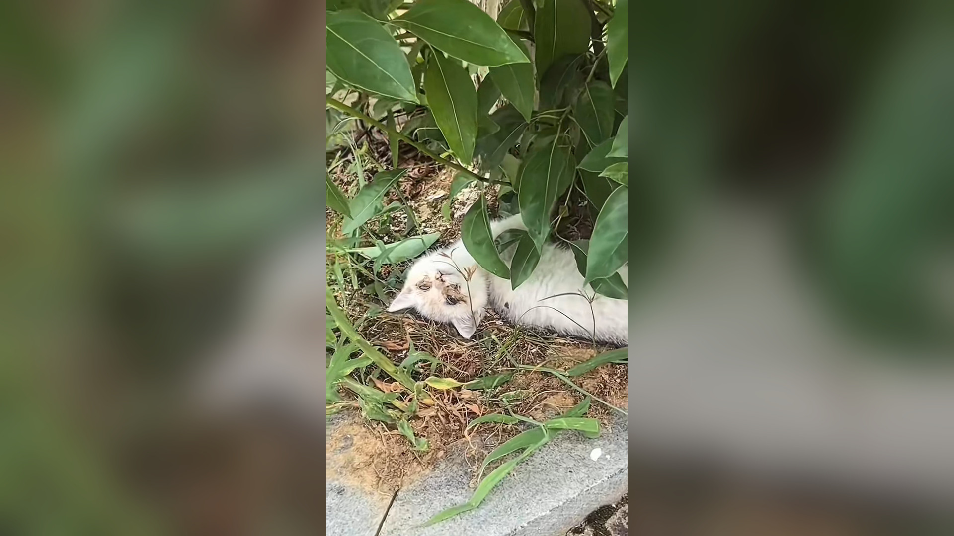 B2605034_#cat #catsoftiktok #catvideo (18)
