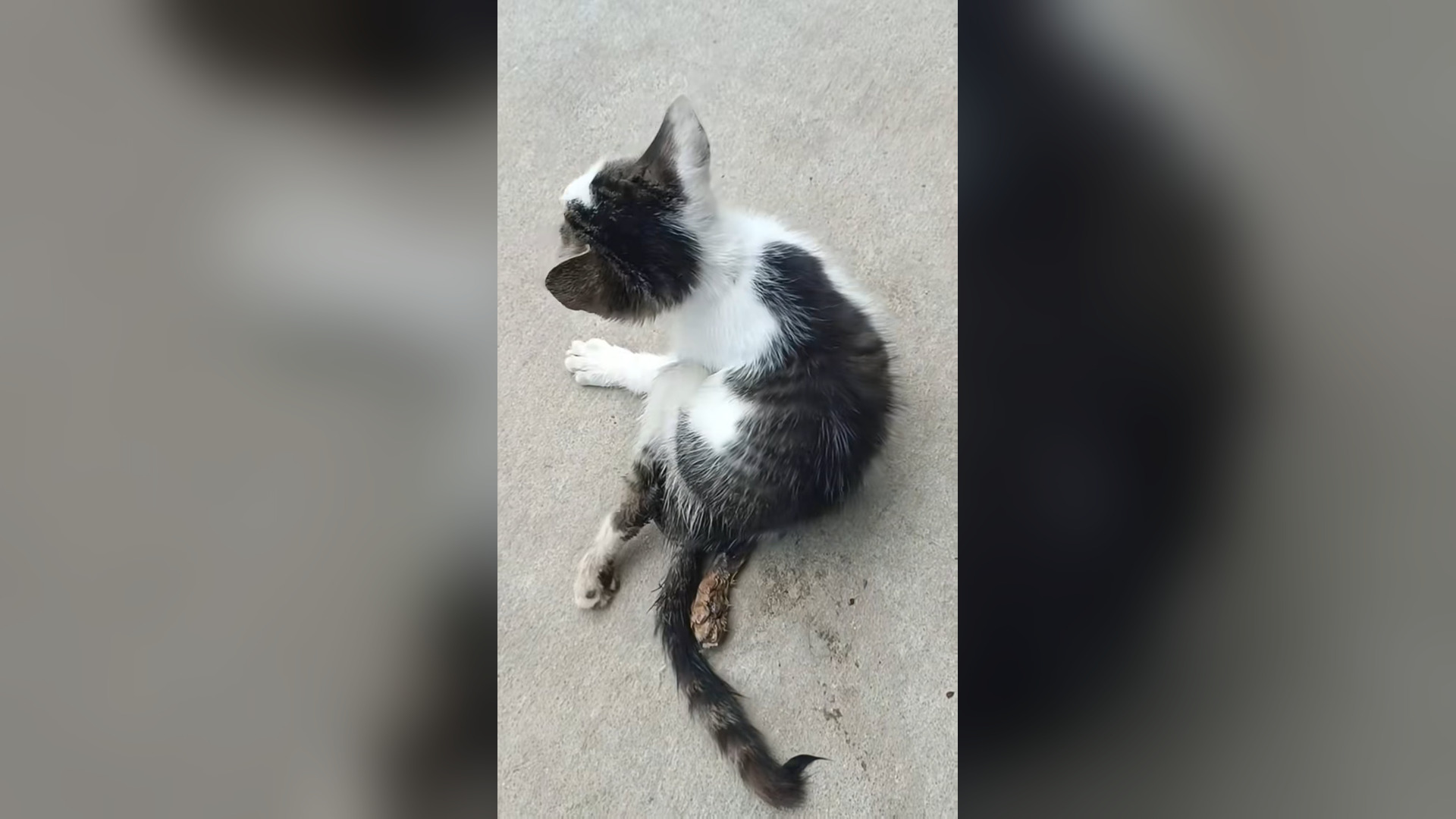 B2605035_#cat #catvideo #cats #catsoftiktok #catcute (2)
