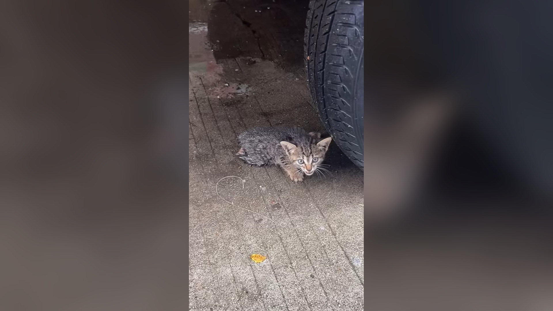 B2605036_#cat #catvideo #cats #catsoftiktok #catcute (3)