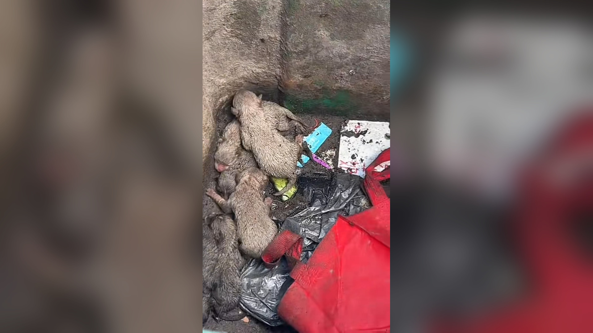B2605037_#dogs #dogcute #dogvideos #poordog