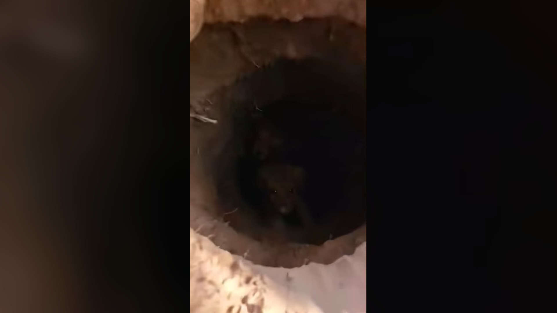 B2605040_#dogs #dogcute #dogvideos #poordog #poordog