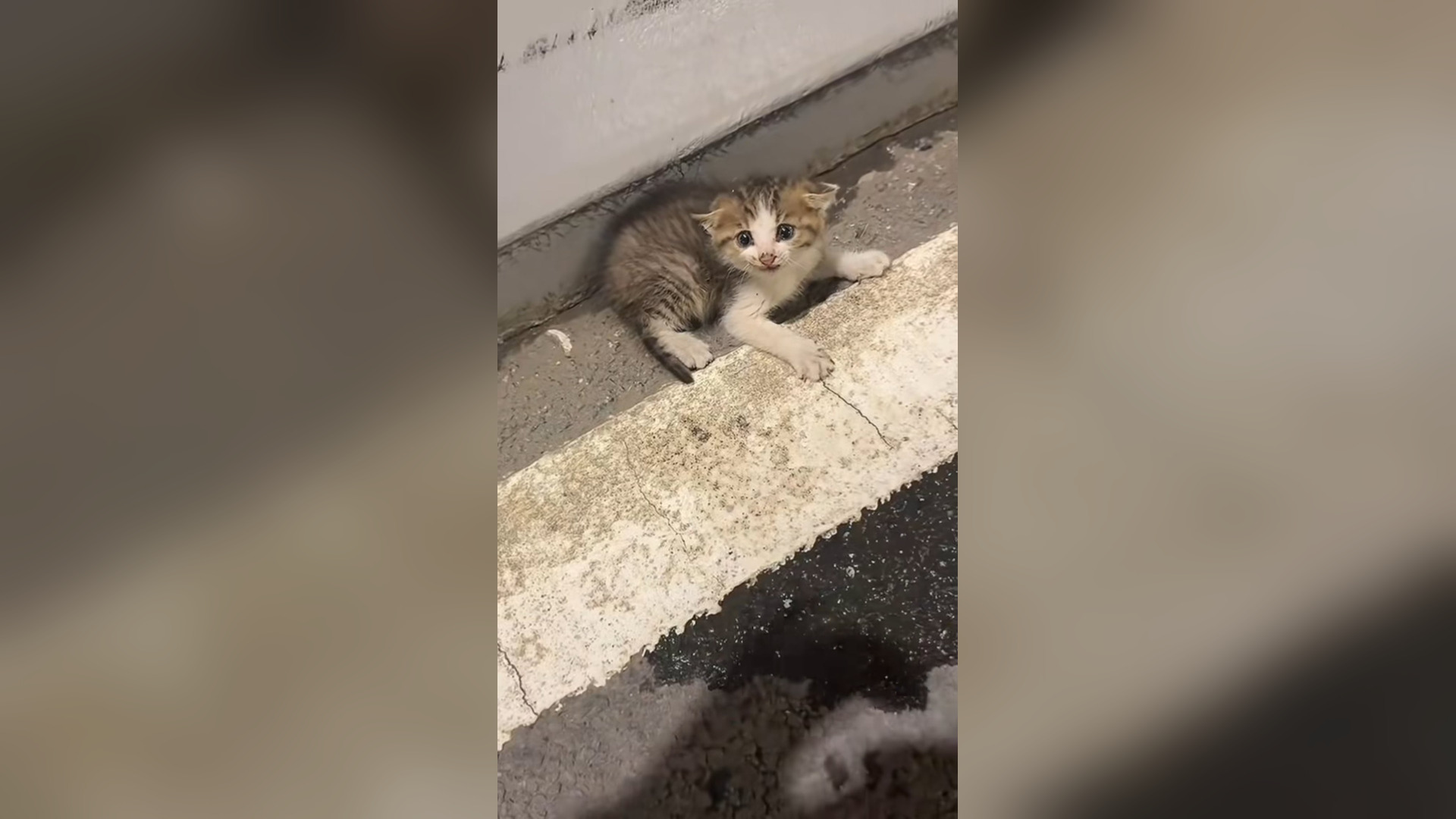 B2605042_#cat #catvideo #cats #catsoftiktok #catcute (7)