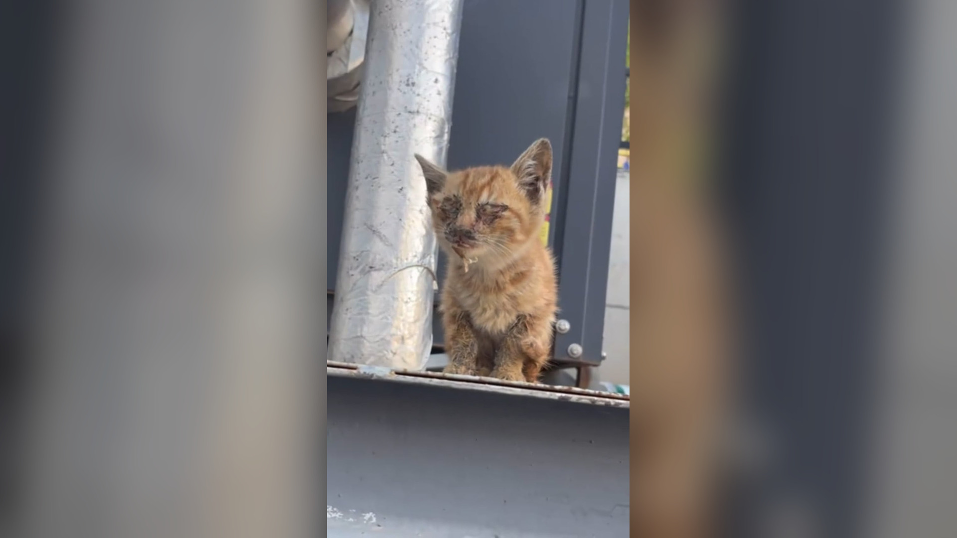 B2605044_#cat #catvideo #cats #catsoftiktok #catcute (15)