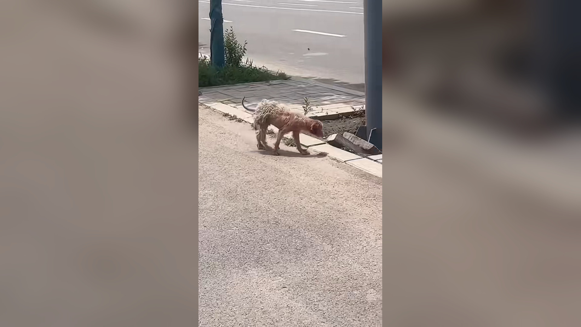 B2605045_#dogs #dogcute #dogvideos #poordog (5)