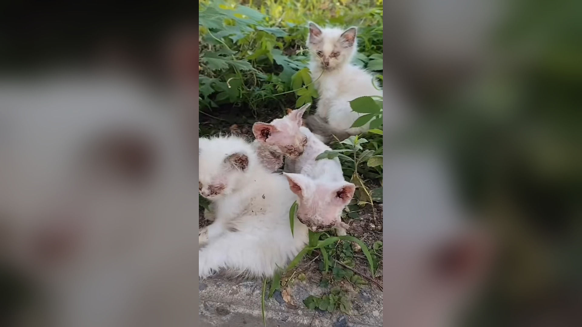 B2605046_#cat #cats #catvideo #catsoftiktok