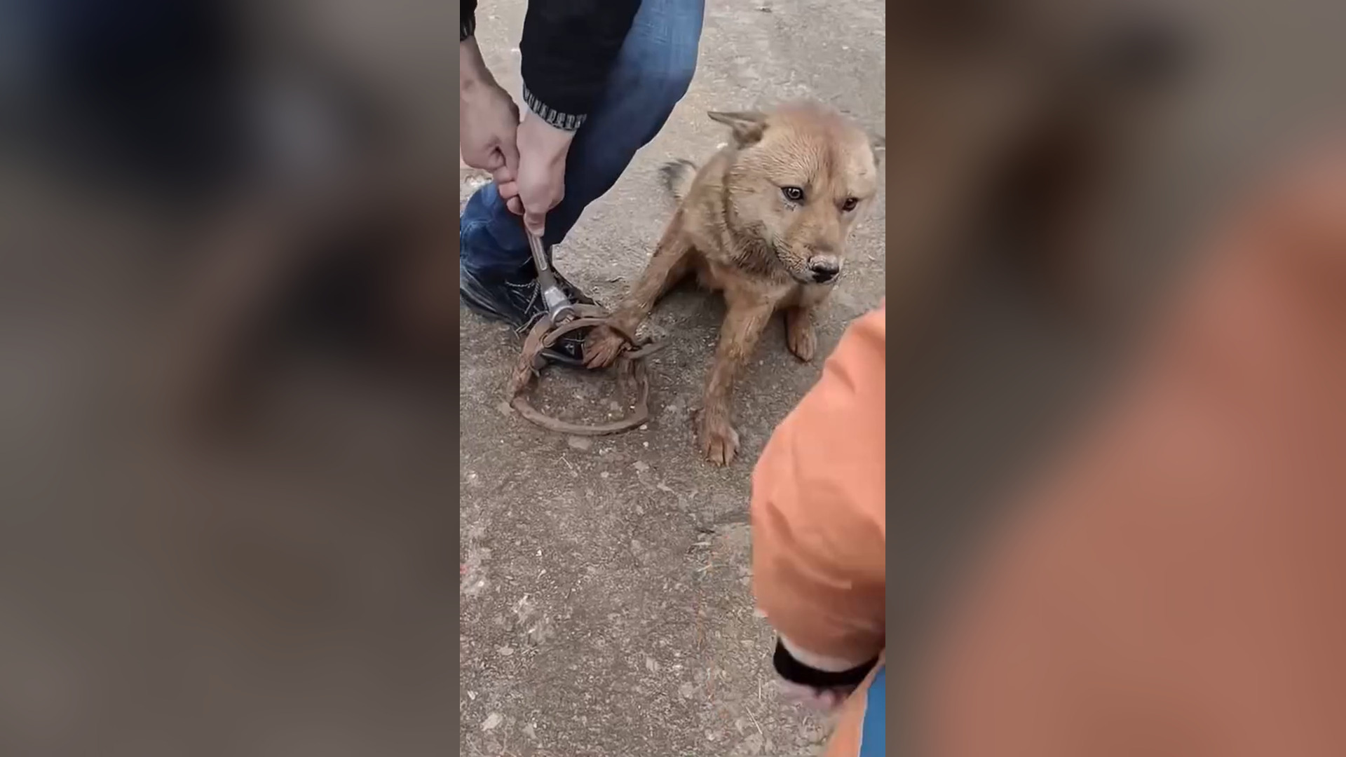 A2805014_#dogcute #dogpoor #dogvideo #dogvideo #dog