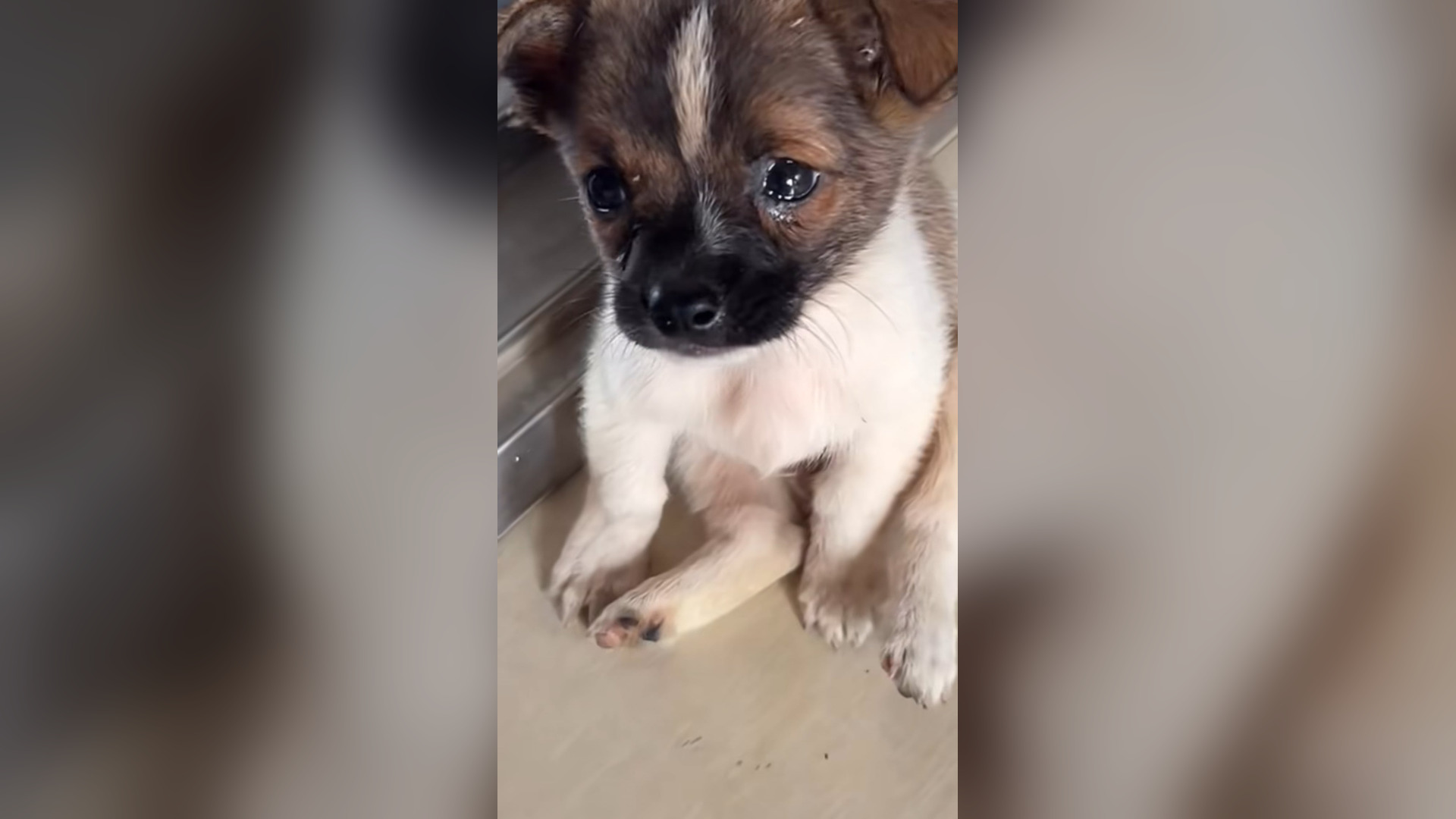 H0206001_#dogs #dogcute #dogvideos #poordog (2)