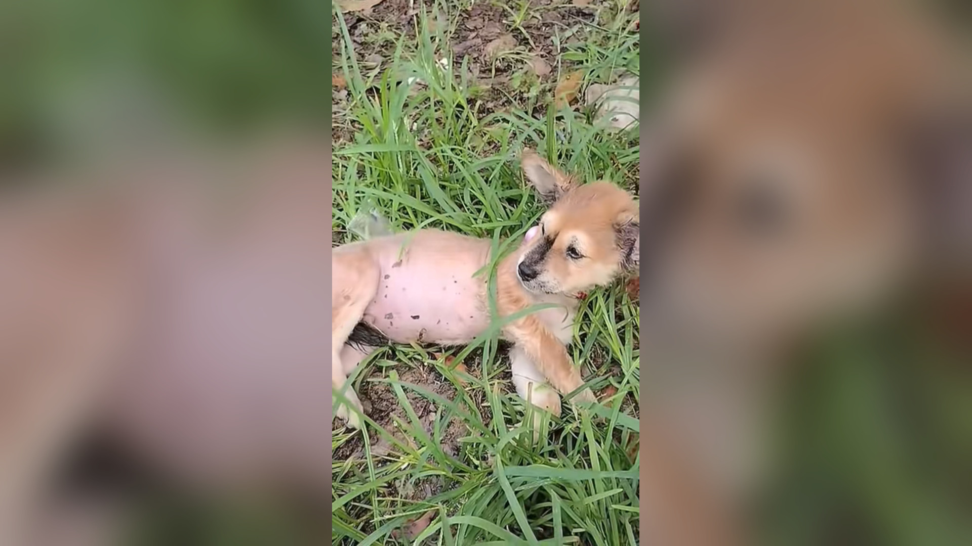 H0206002_#dogs #dogcute #dogvideos #poordog (4)