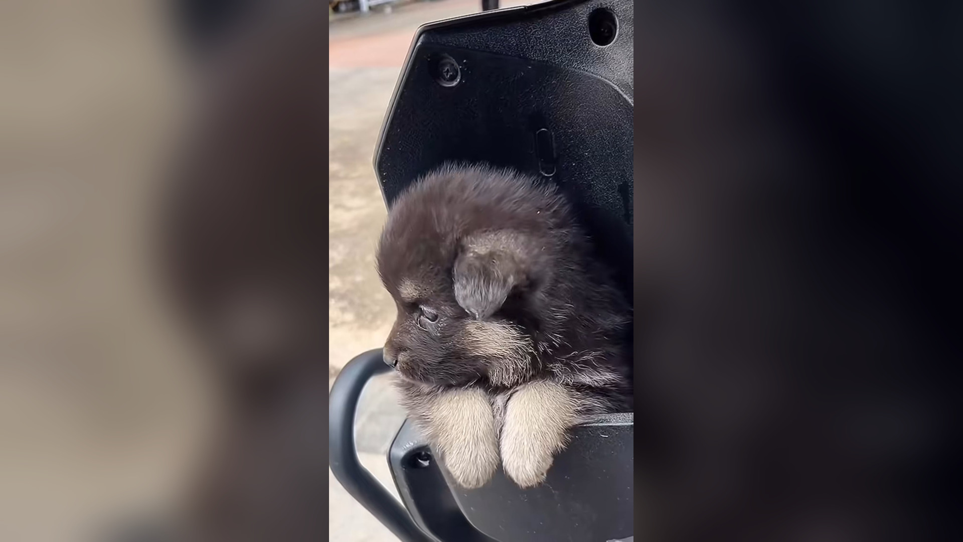 H0206003_#dogs #dogcute #dogvideos #poordog (9)