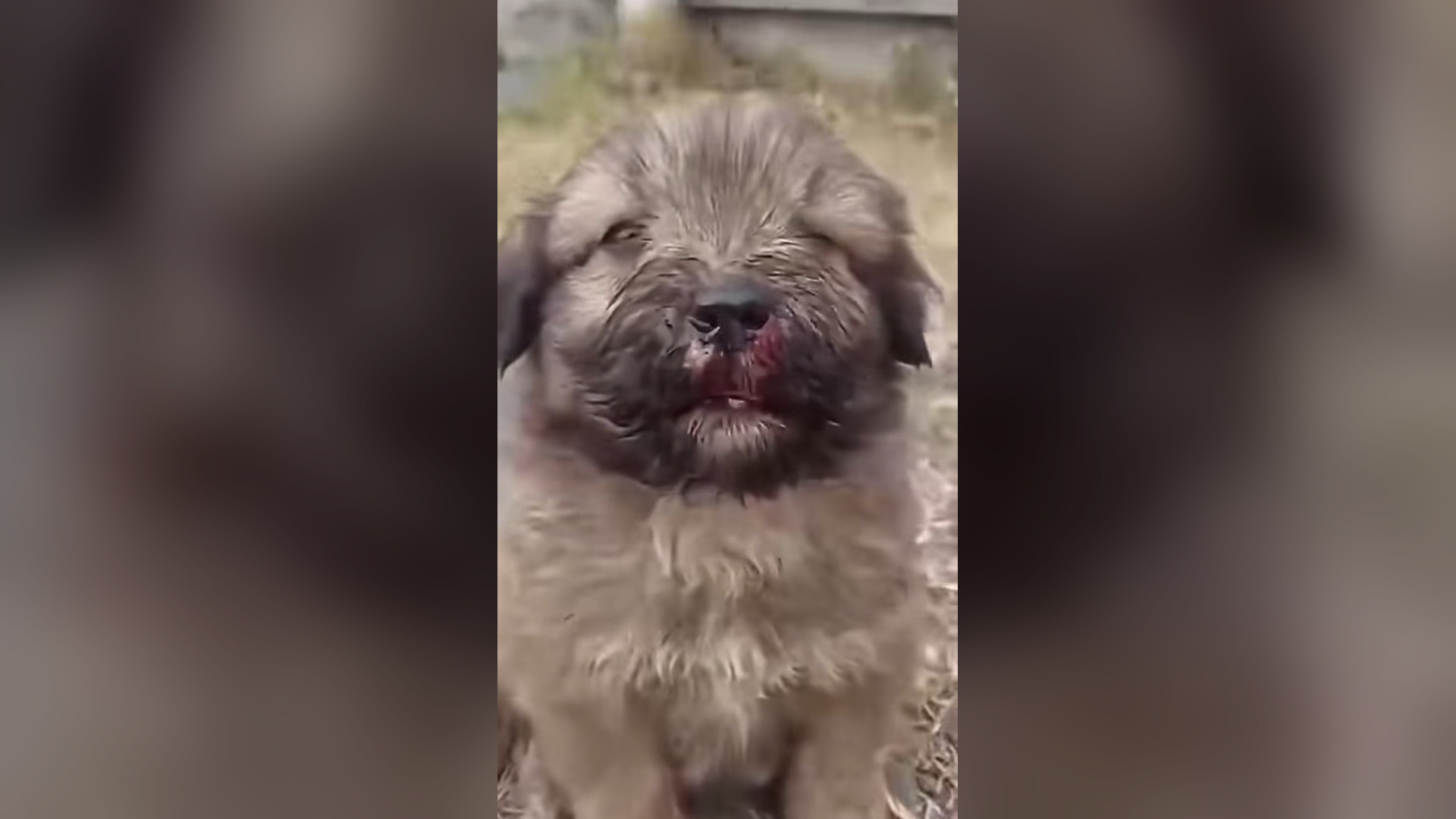 H0206004_#dogs #dogcute #dogvideos #poordog (10)