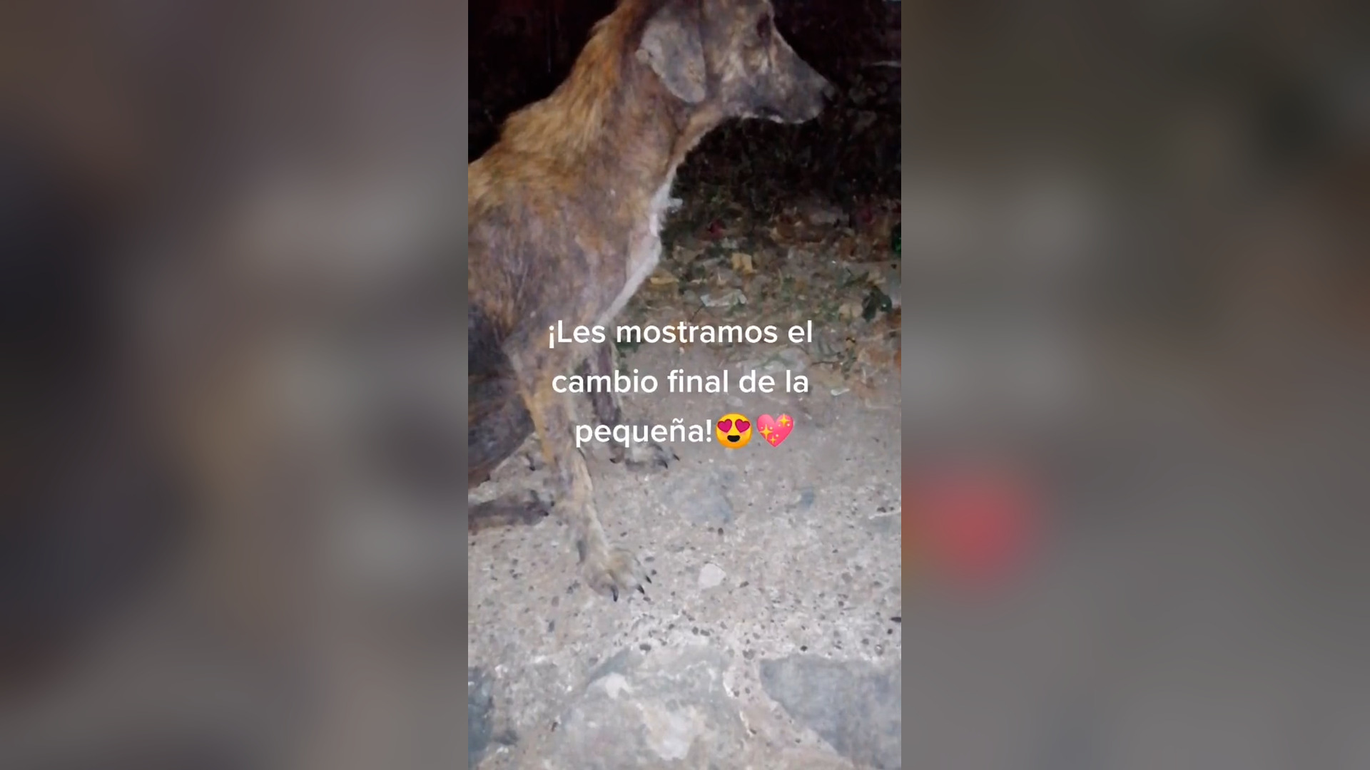 H0206031_¡YA FUE ADOPTADA!#animals #nomaltratoanimal #rescates #rescatesdeanim...