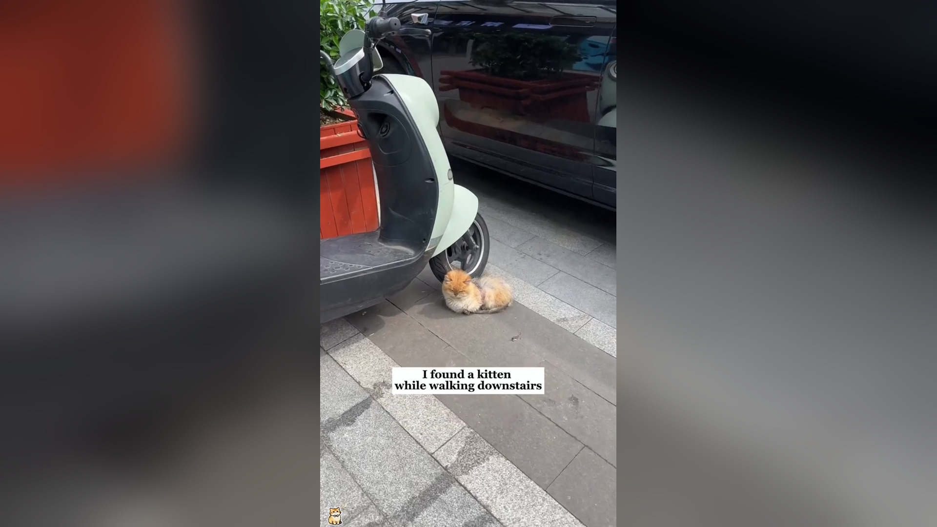 H0206035_I found a kitten while walking downstairs and then…#rescue #animals #...