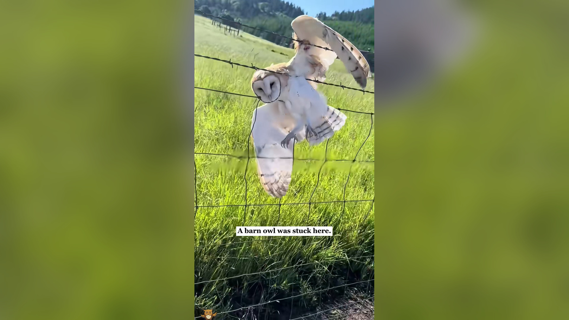 H0206036_A barn owl was stuck and then…#rescue #animals #fyp #owl #love