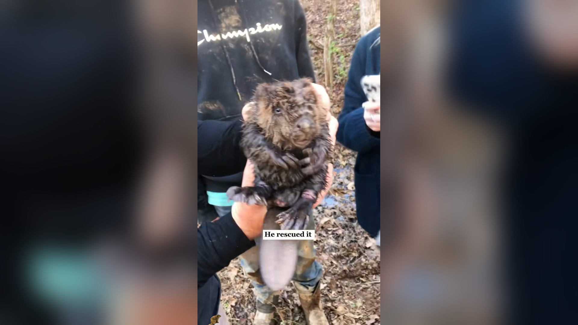 H0206037_A man saved a beaver…and it never forgot him #rescue #animals #fyp #...