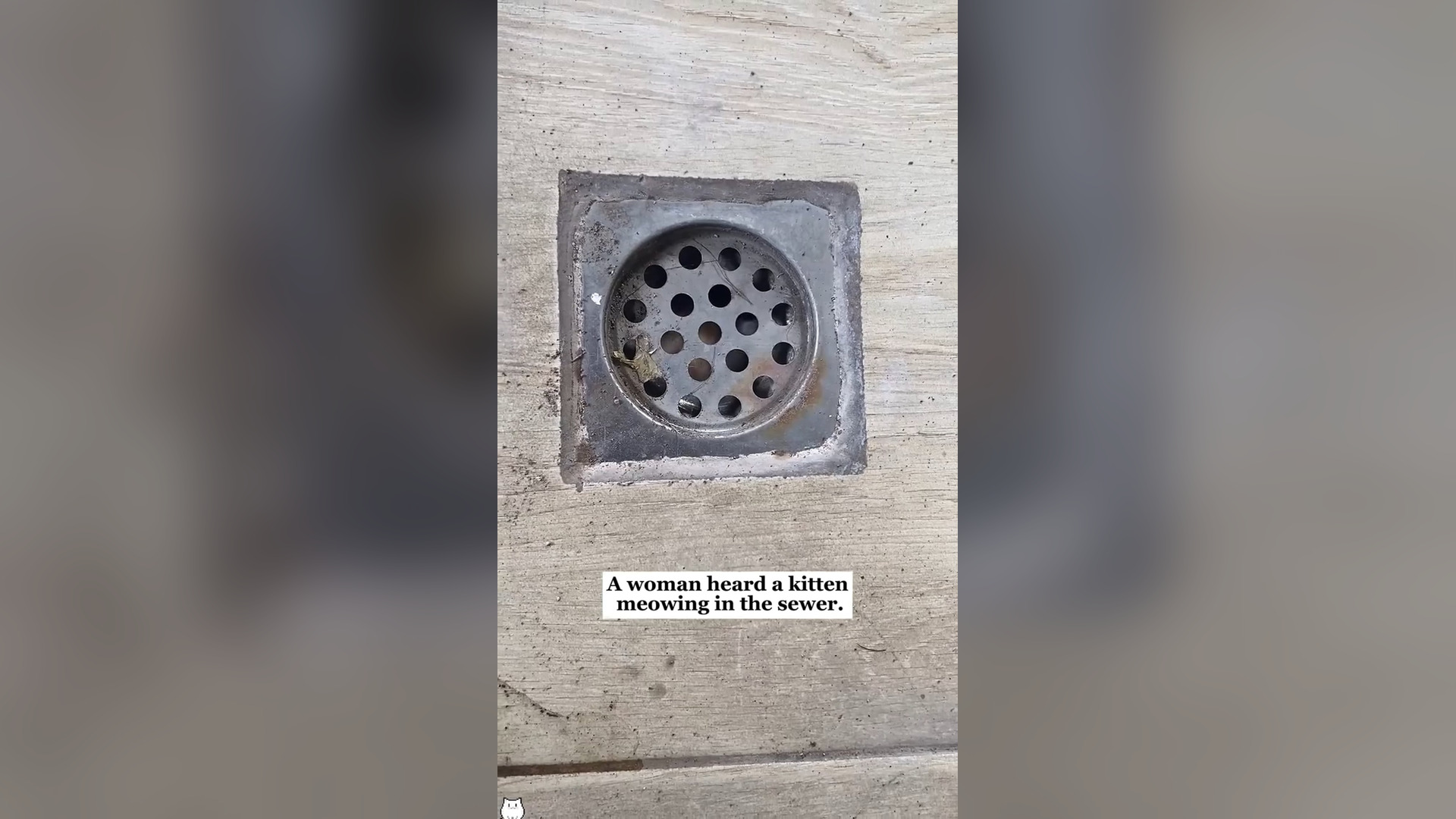 H0206038_A kitten meowing in the sewer and then…#rescue #animals #fyp #love