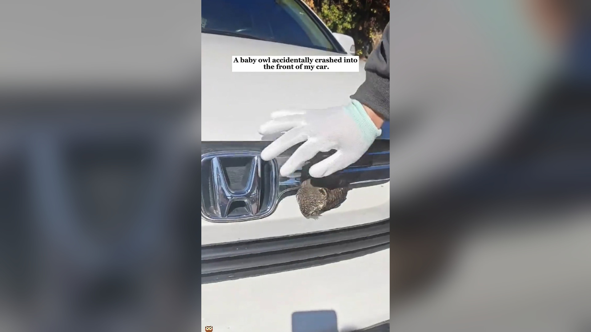 H0206041_A baby owl accidentally crashed into the front of my car and then…#re...