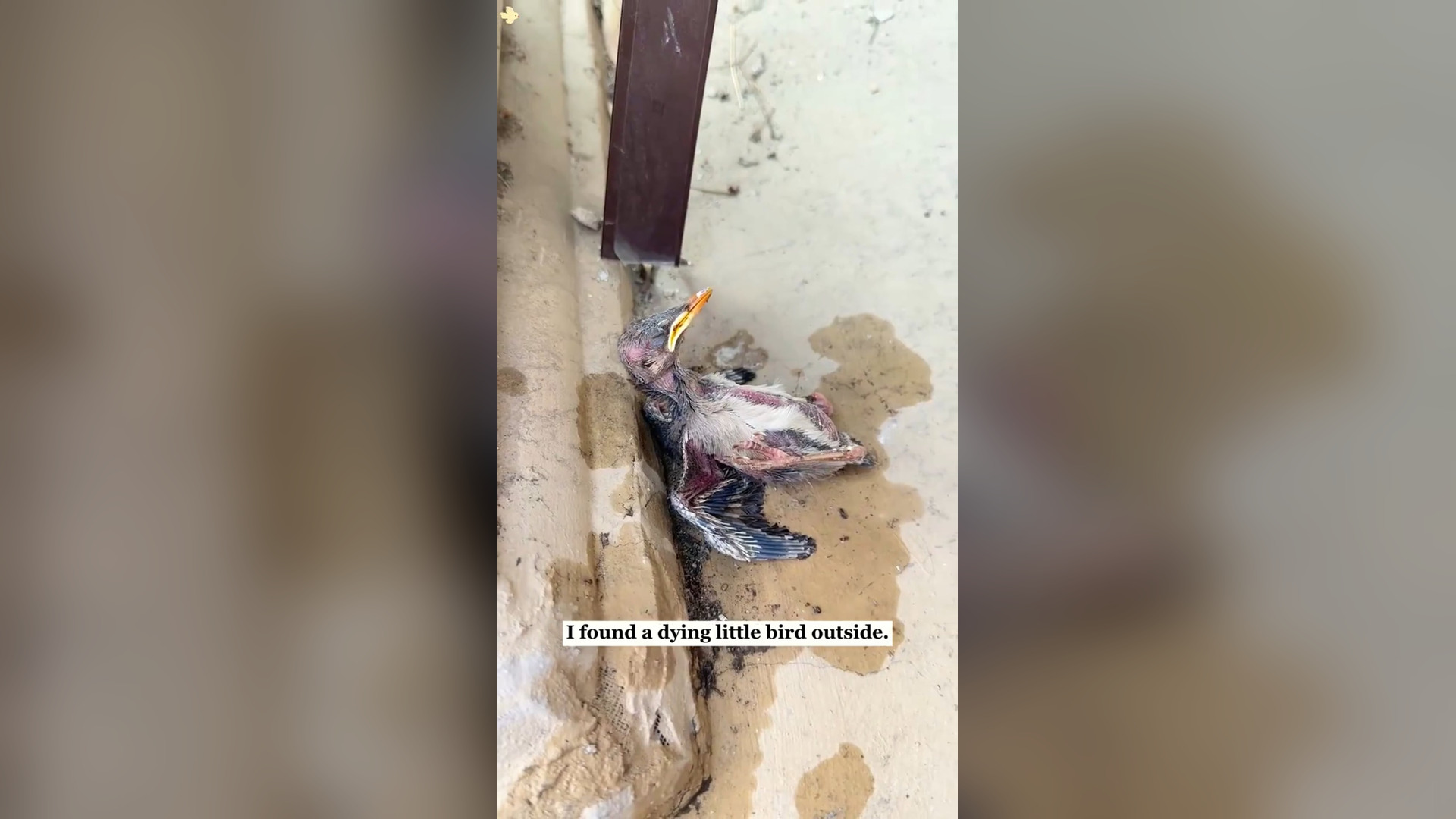 H0206042_I found a dying bird…Now it won’t leave me!#rescue #animals #fyp #bir...