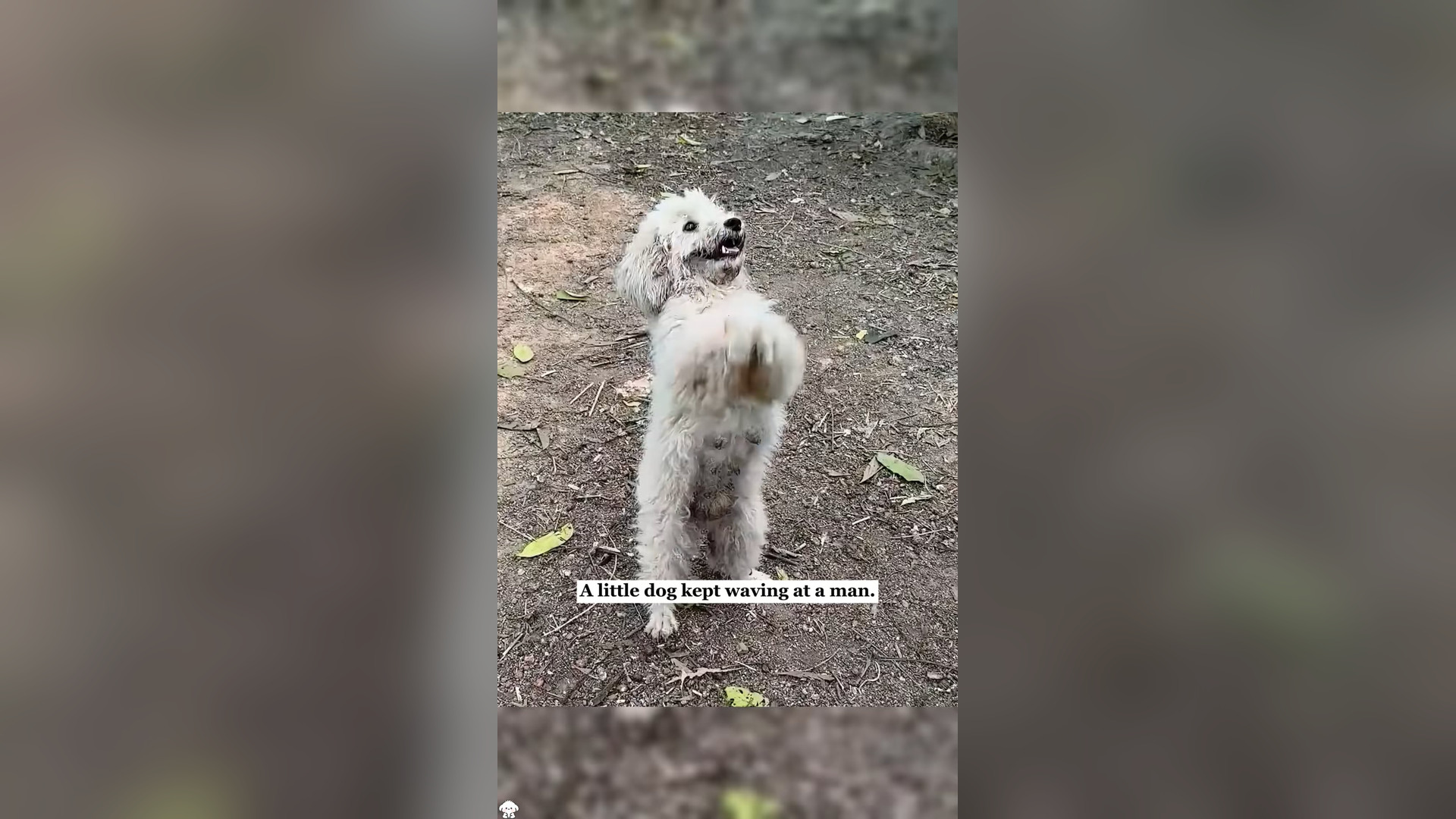 H0206043_A stray dog asked a man for help…what he found broken his heart #resc...