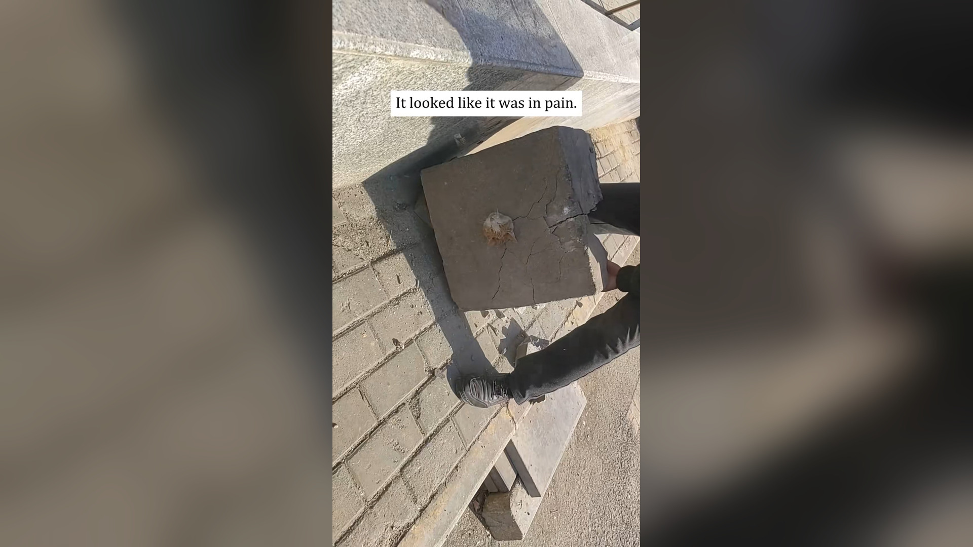 H0206048_Rescuing a kitten trapped in stone!��#rescue #animals #fyp ##kitten #...