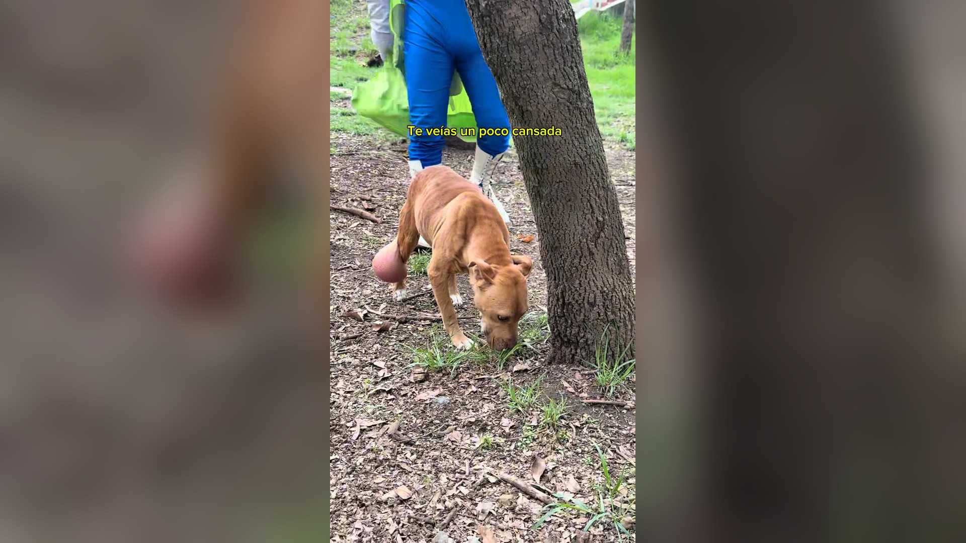 H0206012_Nos encontramos a esta perrita que necesitaba ayuda (ig Zadrigman)