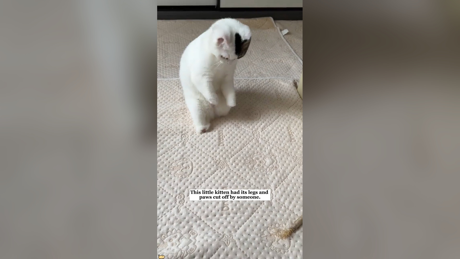 H0406024_I rescued a kitten that had everything taken.Now she runs to me!#resc...
