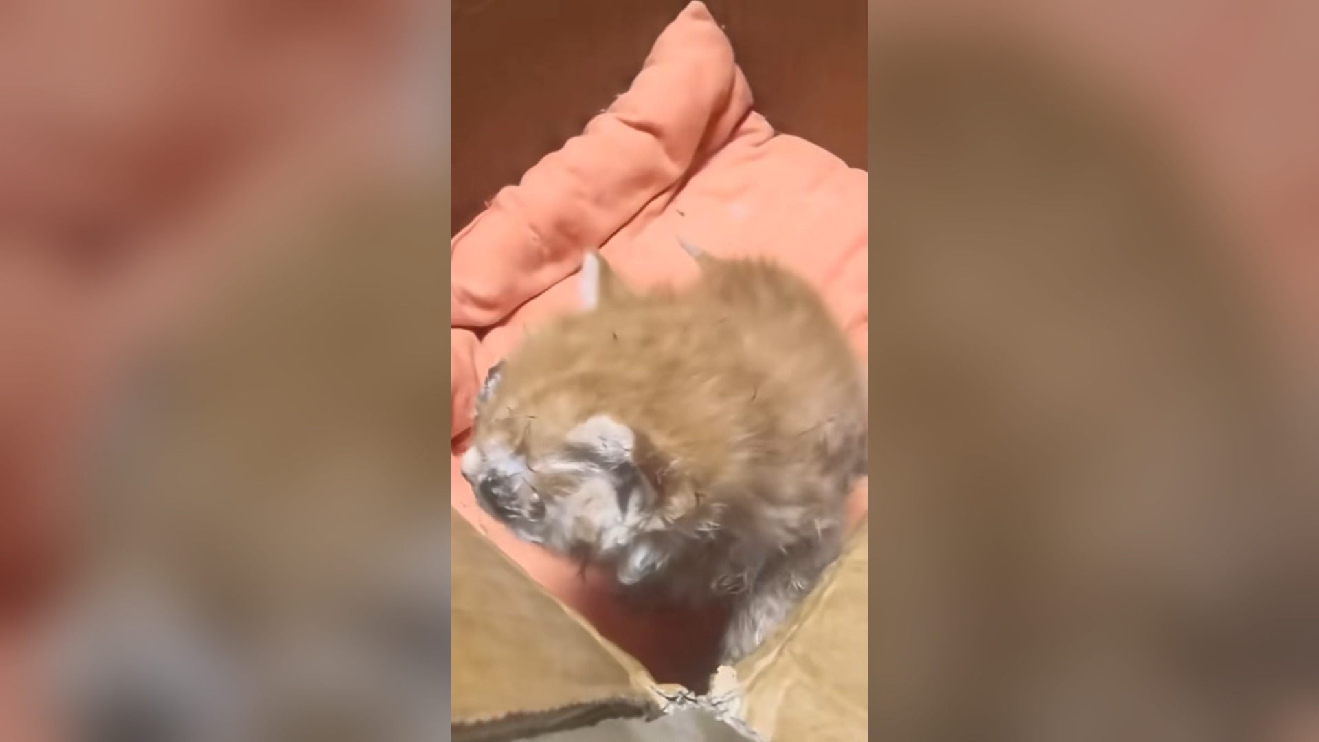 H0406002_#cat #cats #catvideo #catsoftiktok (4)