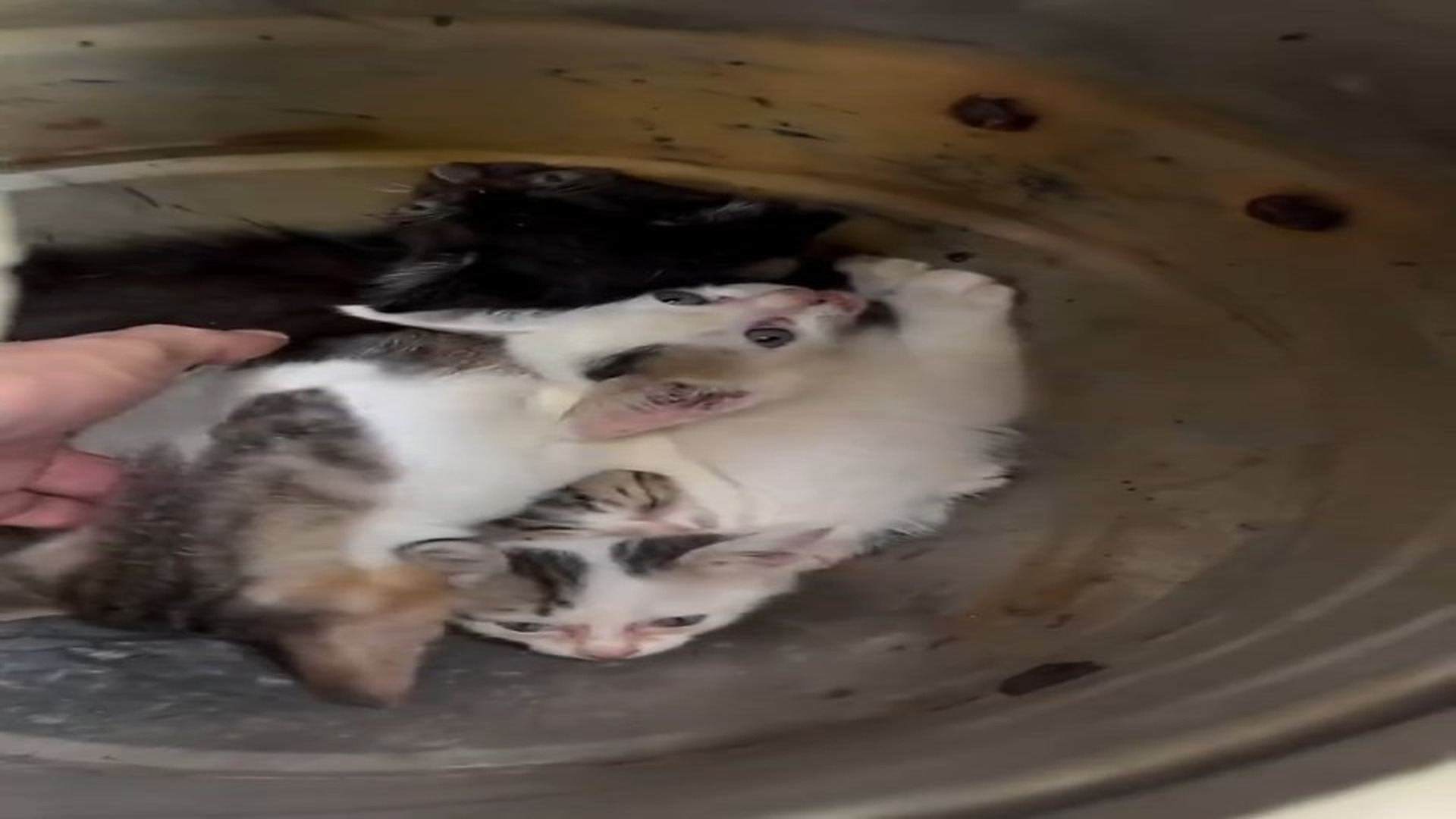 Full Video : H0606036_Kittens Found with Their Lifeless Mother — Emotional Rescue ��” #Kitt...
