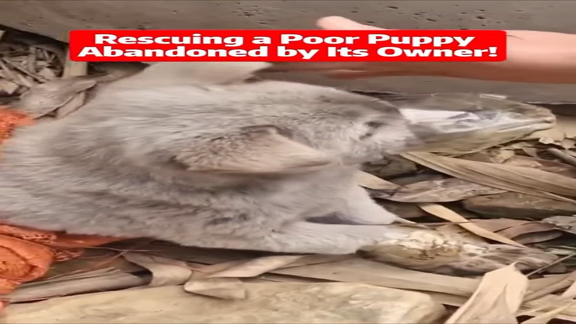 Full Video : H0307004_dogrescue #dog #resccue #dogrescue #animal #straydog #humanity #puppyrescue #puppylove #doglife #ai