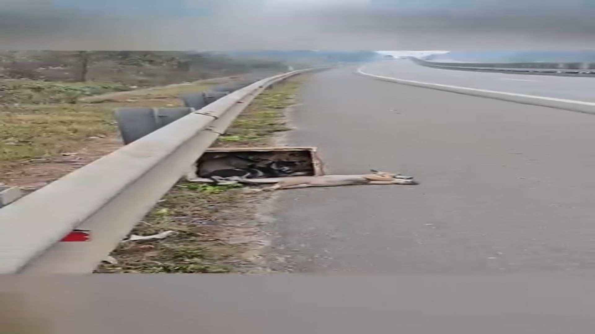 Full Video : H0507018_Animal rescue